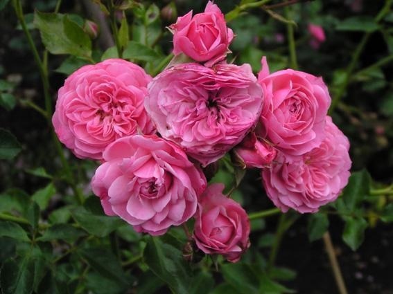 'Pirontina' rose photo