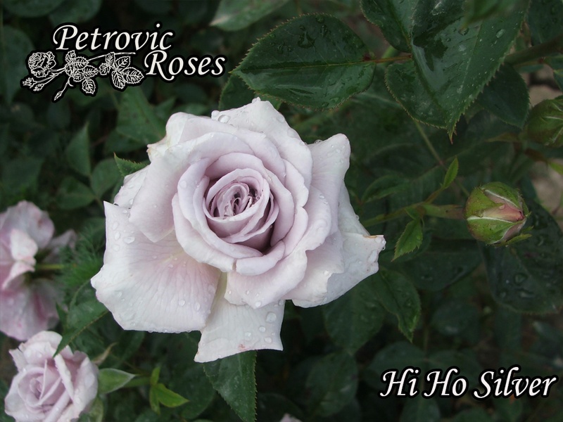 'Hi Ho Silver' rose photo