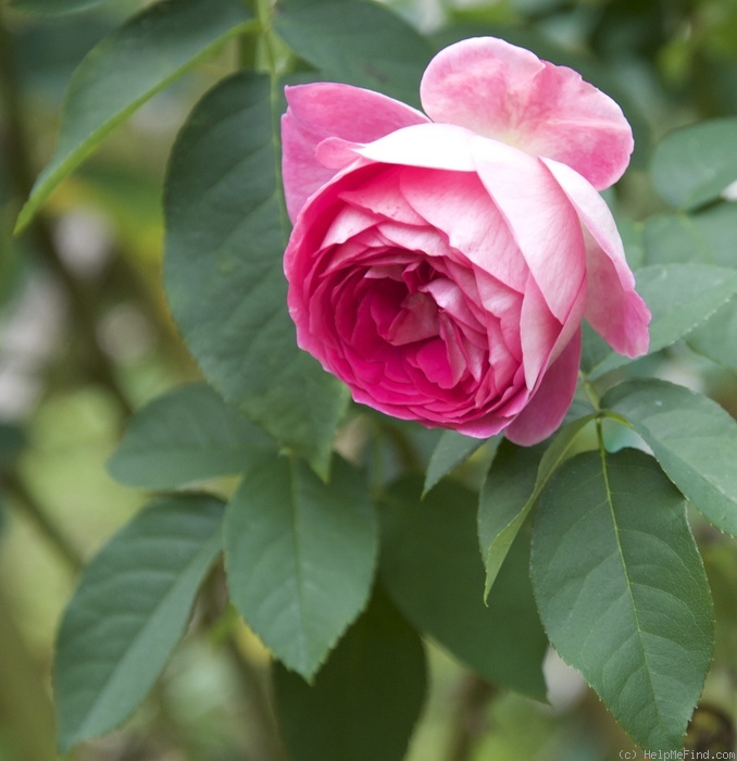'Richard's Rose' rose photo