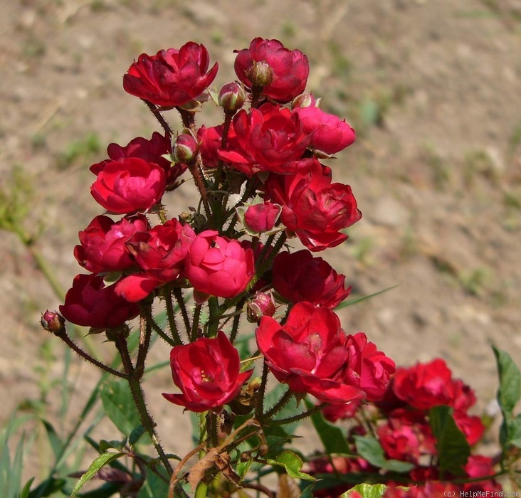 'Miss Edith Cavell (polyantha, De Ruiter, 1914)' rose photo