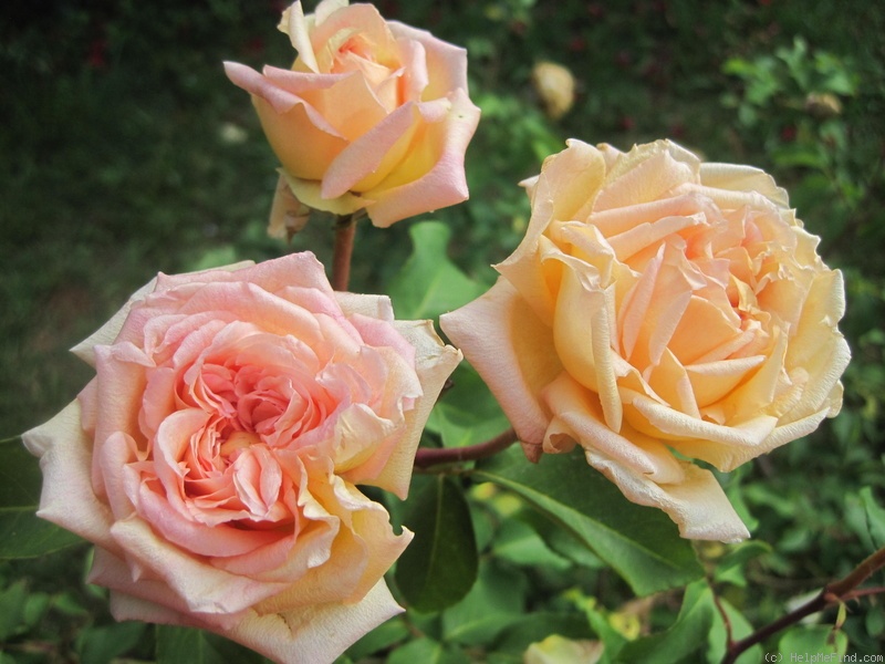 'E. Veyrat Hermanos' rose photo