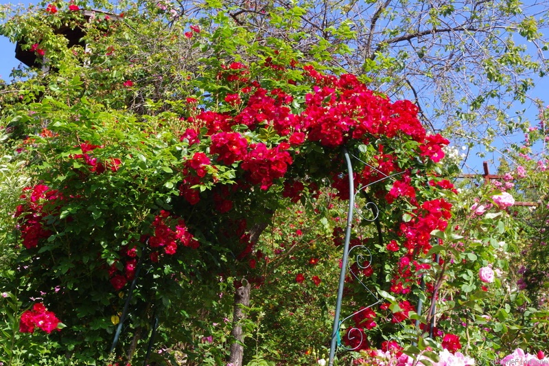 'Cherries Jubilee ™' rose photo