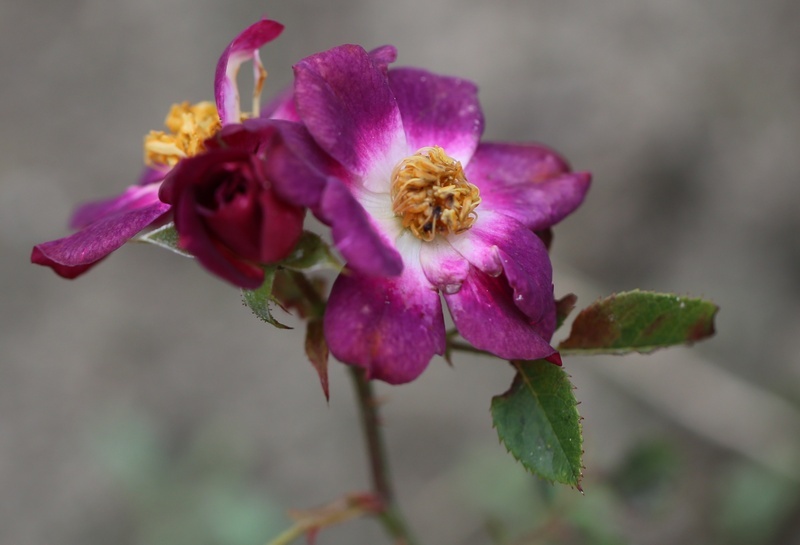 'Baby Jack (Shrub, Dickson, Before 2011)' rose photo