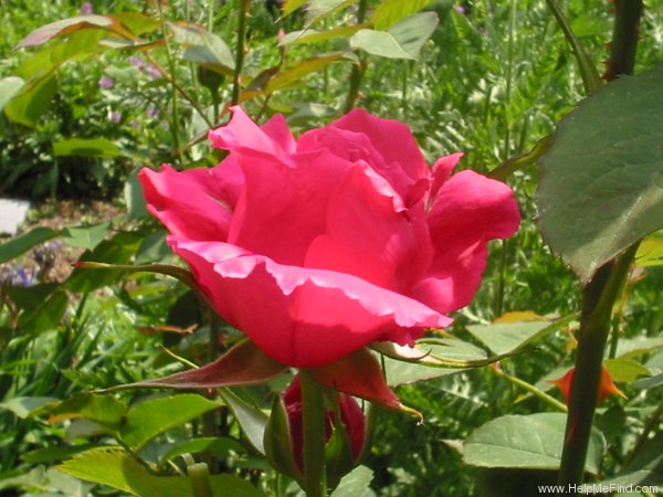 'Christian Dior' rose photo