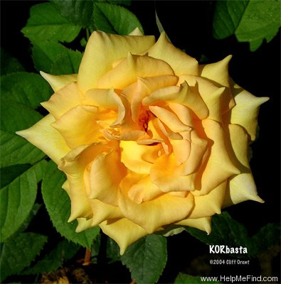 'KORbasta' rose photo