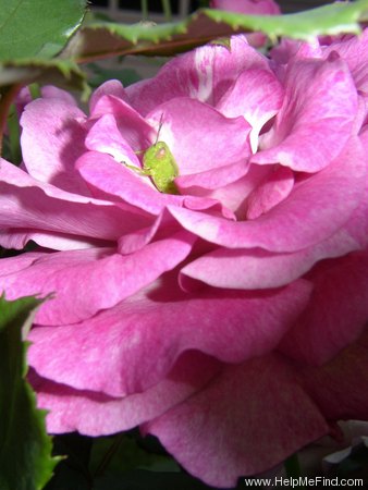 'Melody Parfumée ™' rose photo