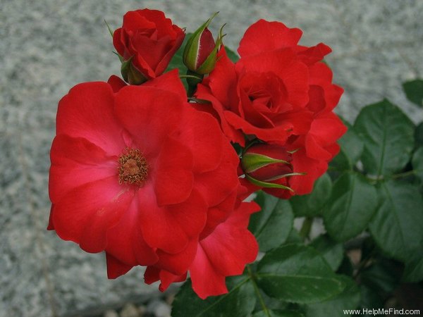 'Clarinda' rose photo