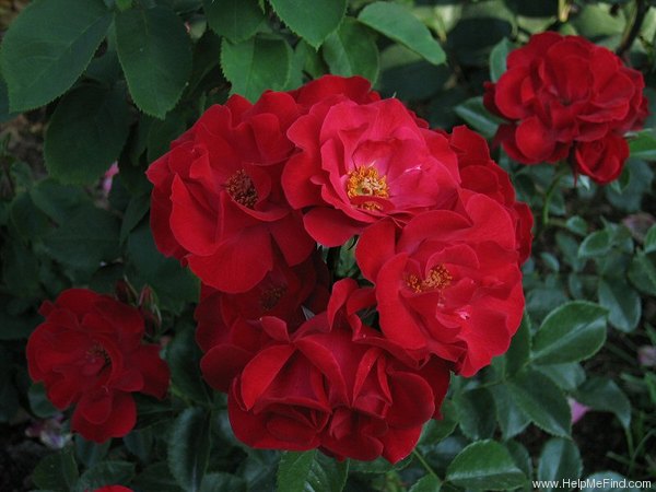 'Clarinda' rose photo