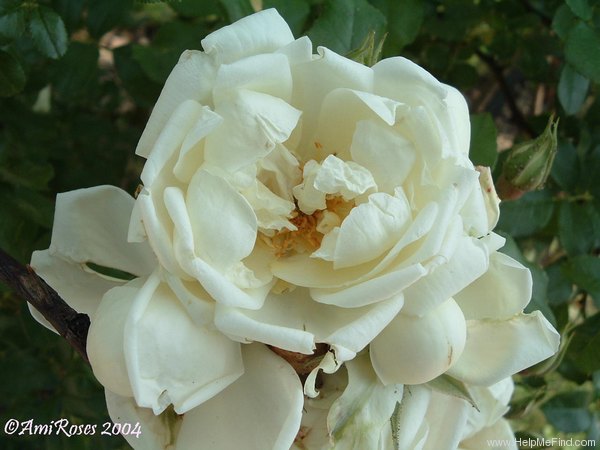 '<i>Rosa</i> x <i>leonida</i>  Moldenke' rose photo