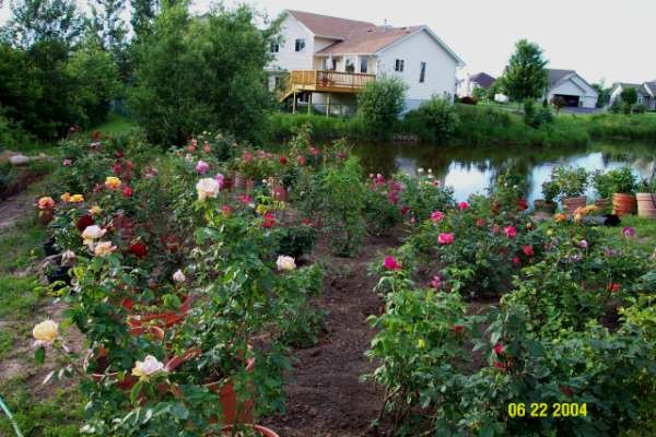 'Mark Vollmer's Rose Garden'  photo