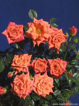 'Mander's Orange Dream' rose photo