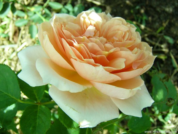 'Paul Bocuse ®' rose photo