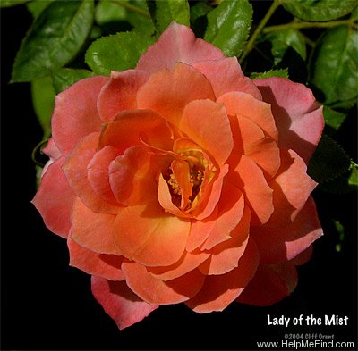 'Lady of the Mist' rose photo