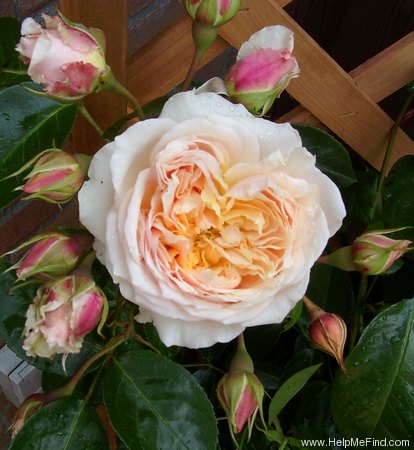 'Ginger Syllabub (Large Flowered Climber, Harkness, 2000)' rose photo