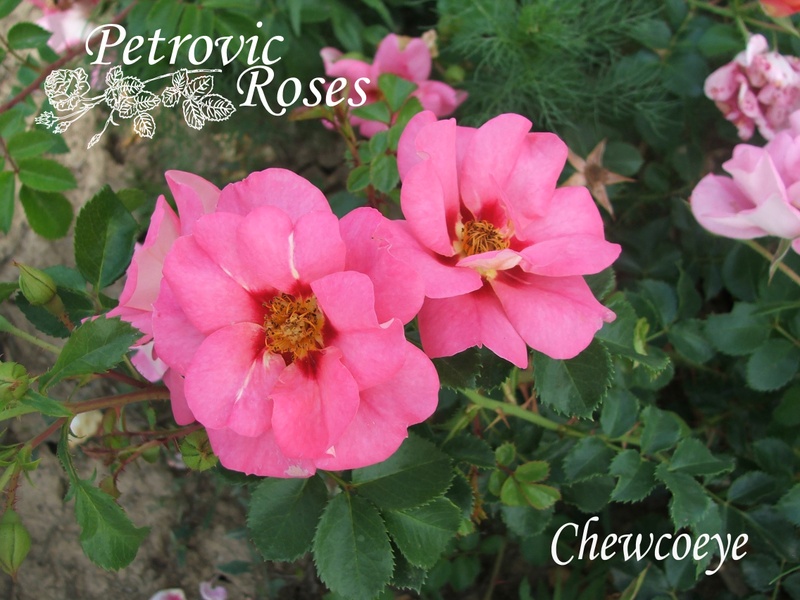 'CHEwcoeye' rose photo