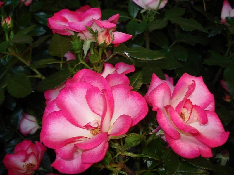 'Melicolors ®' rose photo