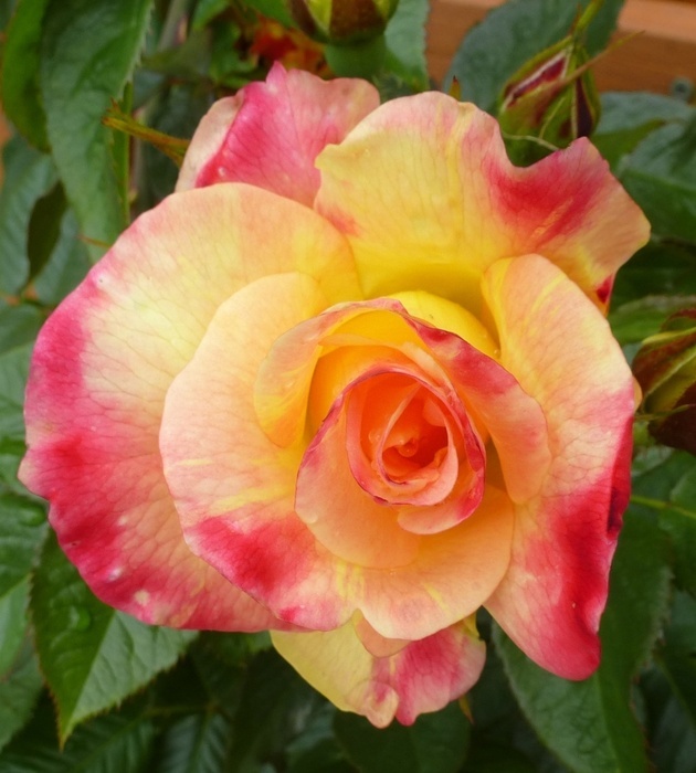 'Wekausboy' rose photo
