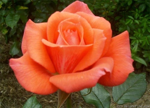 'Orange Class' rose photo