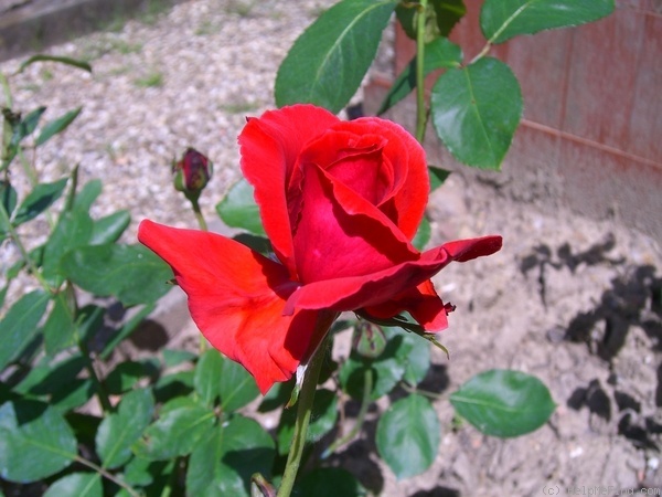 'Ma Fille' rose photo