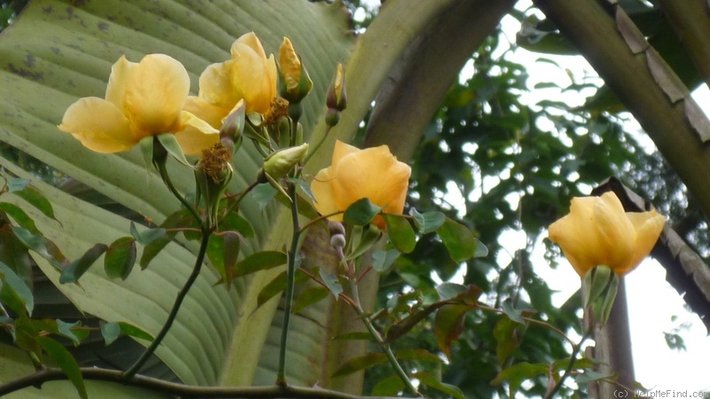 'Amber Cloud ™' rose photo