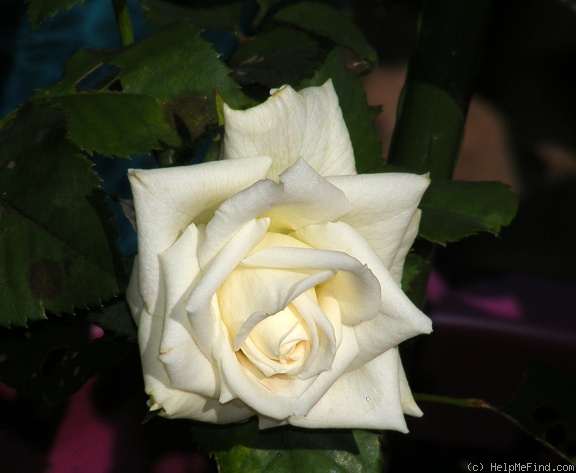 'Unbridled' rose photo