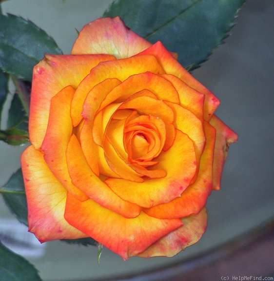 'Mary Pickersgill' rose photo