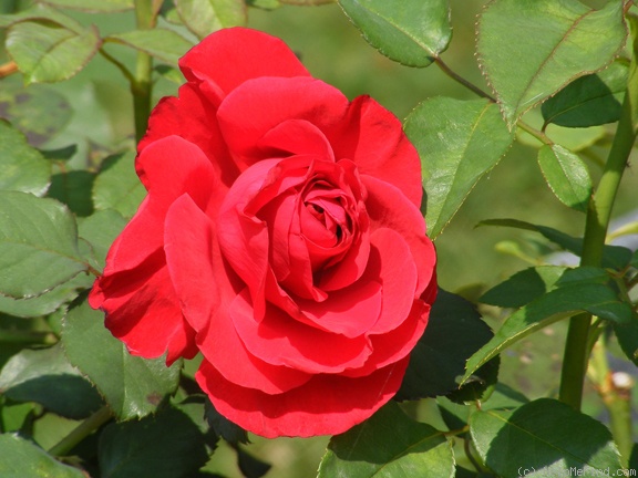 'Legends™' rose photo