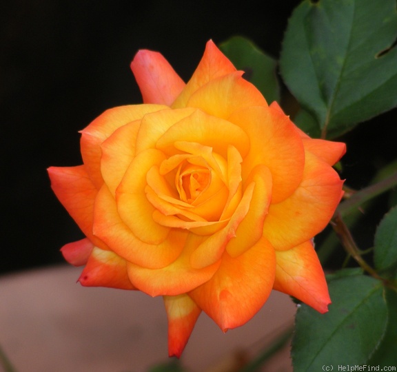 'Autumn Splendor ™' rose photo