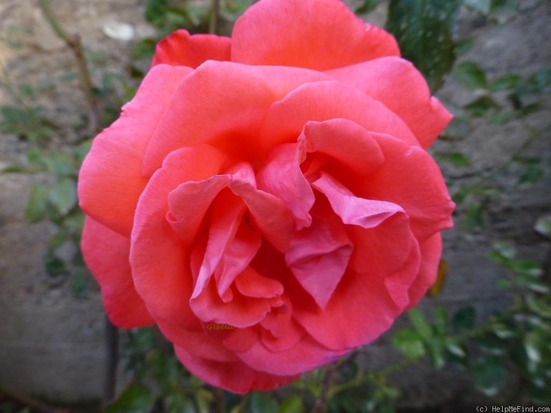 'Angelique ® (hybrid tea, Kordes, 1980)' rose photo