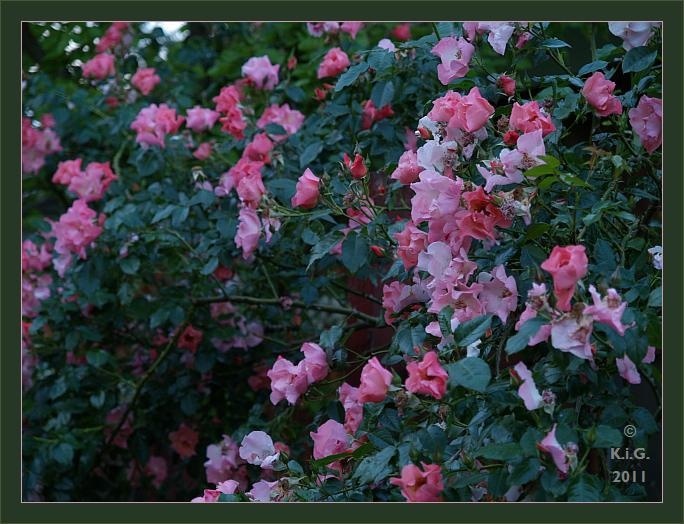 'Klasse Im Garten'  photo