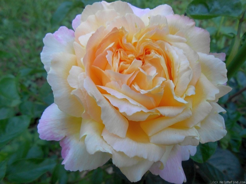 'Gloria Dei' rose photo