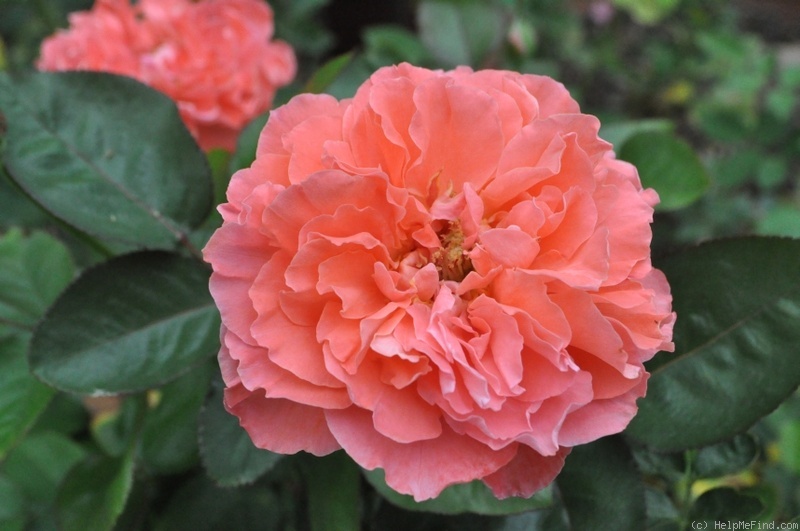 'Coral Poppy' rose photo