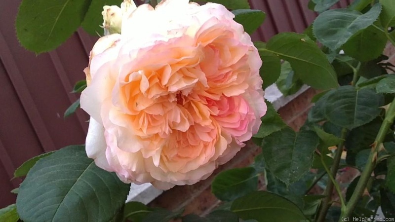 'Alphonse Daudet ®' rose, click to enlarge 'Alphonse Daudet ®' rose photo