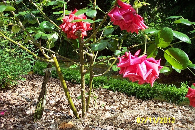 'Aztec' rose photo