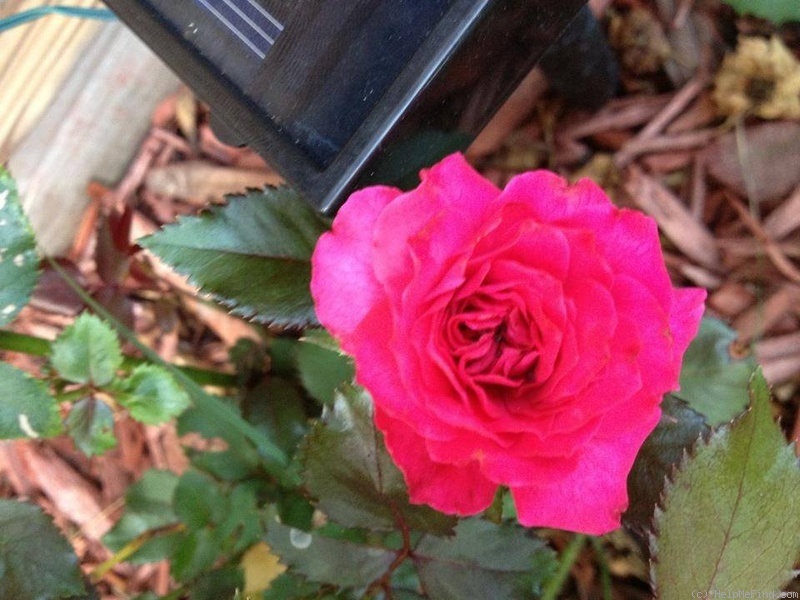 'RICbetty' rose photo