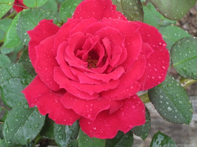 'Christopher Stone, Cl.,' rose photo