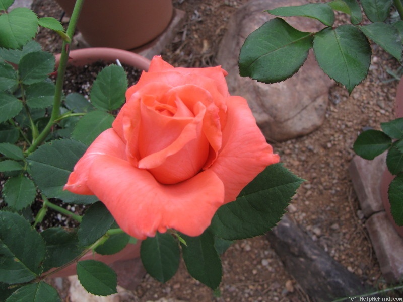 'Rocky Top' rose photo