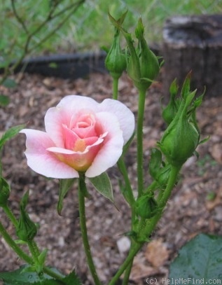 'Poulsen's Pink' rose photo
