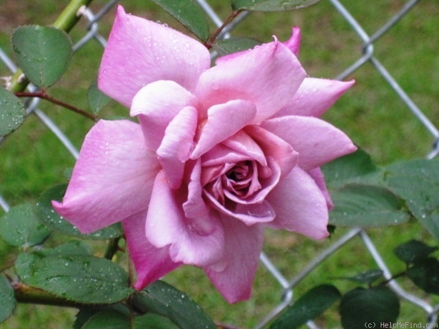 'Orchid Masterpiece, Cl.' rose photo