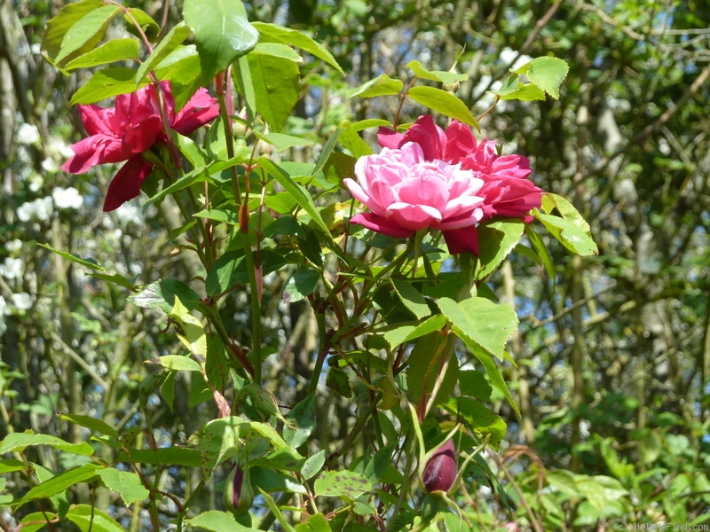 'Five Yuan' rose photo