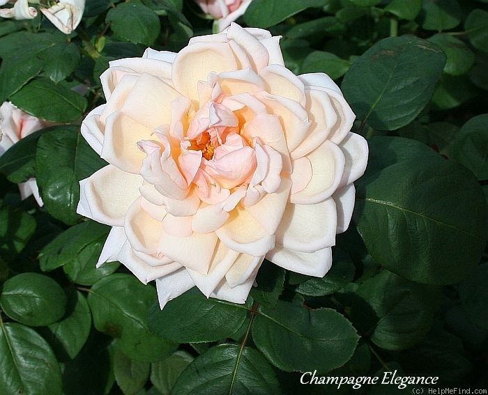 'Champagne Elegance' rose photo