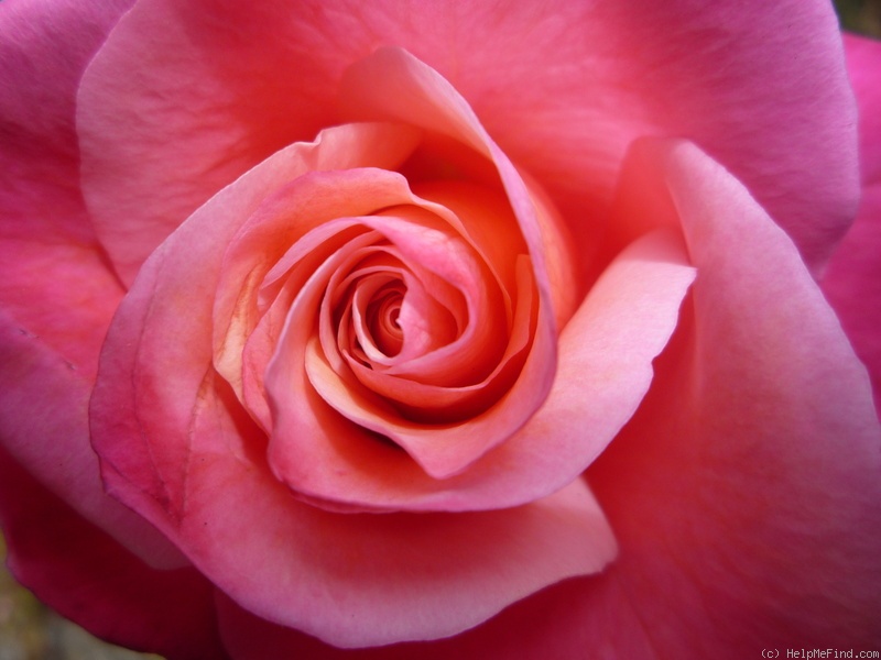 'First Prize' rose photo