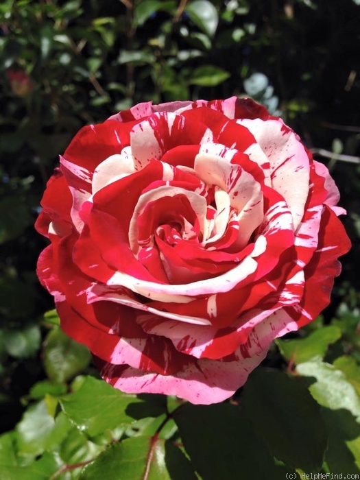 'Rock & Roll™ (grandiflora, Carruth 2006)' rose photo