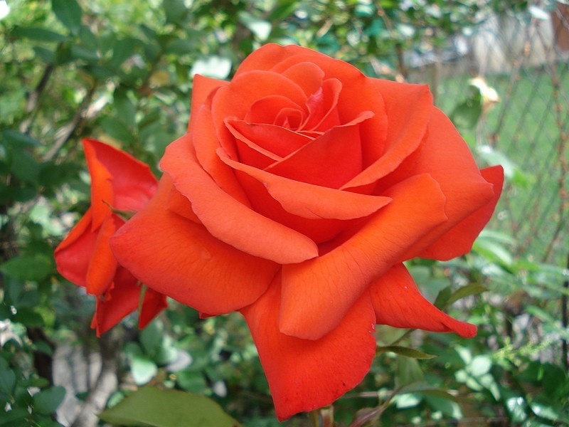 'Salita ®' rose photo