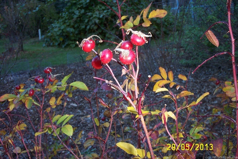 'R. virginiana' rose photo