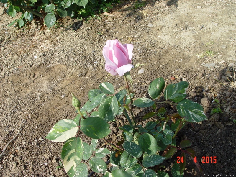 'Verschuren' rose photo