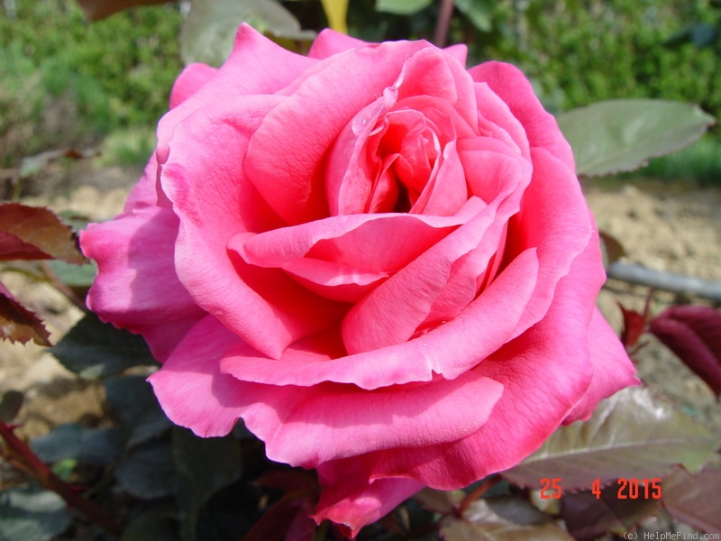 'Vélasquez ®' rose photo