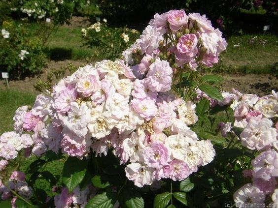 'Dentelle de Bruxelles X R. multiflora nana (syn. LLX 8955)' rose photo