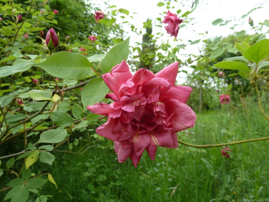 'André Schwartz (tea, Schwartz, 1882)' rose photo