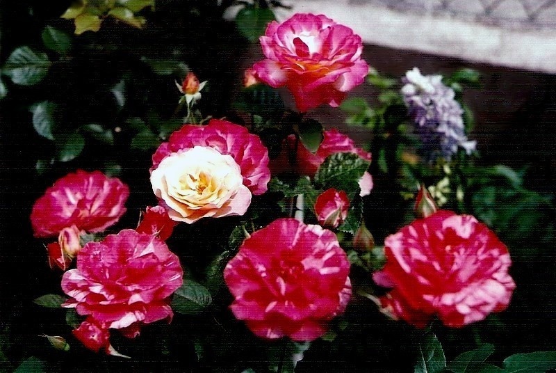 'Paul Gauguin (hybrid tea, Christensen 1992)' rose photo